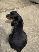 karma, a female Rottweiler for sale in Saint Charles, MO – 5 of 10
