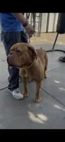 Canela , a female Dogue de Bordeaux for sale in Lynwood, CA – 4 of 7