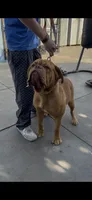 Canela , a female Dogue de Bordeaux for sale in Lynwood, CA – 2 of 7
