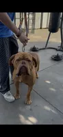 Canela , a female Dogue de Bordeaux for sale in Lynwood, CA – 3 of 7