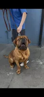 Maximus , a male Dogue de Bordeaux for sale in Lynwood, CA – 9 of 10