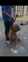 Canela , a female Dogue de Bordeaux for sale in Lynwood, CA – 7 of 7