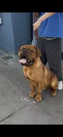 Maximus , a male Dogue de Bordeaux for sale in Lynwood, CA – 3 of 10