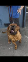 Maximus , a male Dogue de Bordeaux for sale in Lynwood, CA – 7 of 10