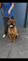 Maximus , a male Dogue de Bordeaux for sale in Lynwood, CA – 10 of 10