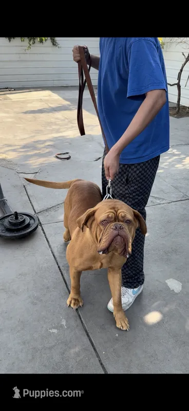 Canela  – Dogue de Bordeaux puppy for sale in Lynwood, CA