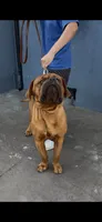 Maximus , a male Dogue de Bordeaux for sale in Lynwood, CA – 2 of 10