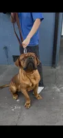 Maximus , a male Dogue de Bordeaux for sale in Lynwood, CA – 8 of 10