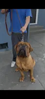 Maximus , a male Dogue de Bordeaux for sale in Lynwood, CA – 6 of 10