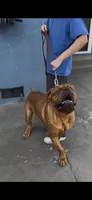 Maximus , a male Dogue de Bordeaux for sale in Lynwood, CA – 4 of 10