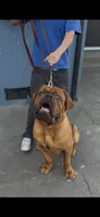 Maximus , a male Dogue de Bordeaux for sale in Lynwood, CA – 5 of 10