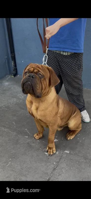 Maximus  – Dogue de Bordeaux puppy for sale in Lynwood, CA
