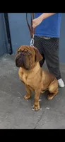 Maximus , a male Dogue de Bordeaux for sale in Lynwood, CA – 1 of 10