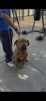 Canela , a female Dogue de Bordeaux for sale in Lynwood, CA – 6 of 7