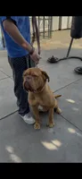 Canela , a female Dogue de Bordeaux for sale in Lynwood, CA – 5 of 7