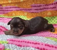 Brownie, a female Yorkshire Terrier for sale in Coker, AL – Photo 3 of 4