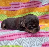 Brownie, a female Yorkshire Terrier for sale in Coker, AL – Photo 4 of 4