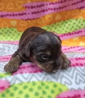 Brownie, a female Yorkshire Terrier for sale in Coker, AL – Photo 2 of 4
