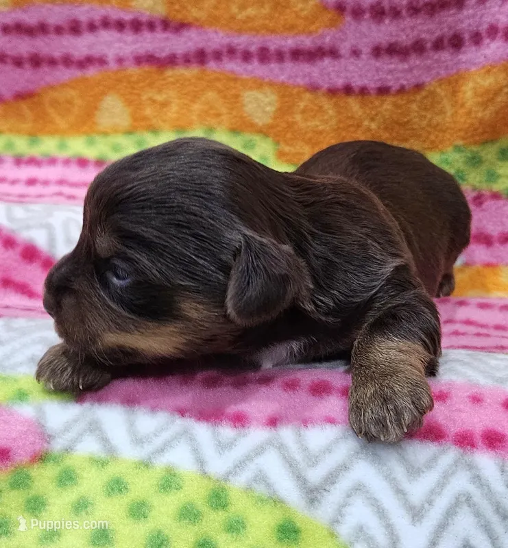 Brownie – Yorkshire Terrier puppy for sale in Coker, AL