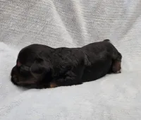 Harley, a male Yorkshire Terrier for sale in Coker, AL – Photo 2 of 4