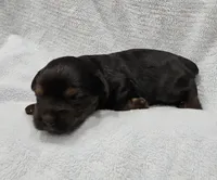 Harley, a male Yorkshire Terrier for sale in Coker, AL – Photo 1 of 4