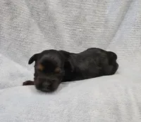 Harley, a male Yorkshire Terrier for sale in Coker, AL – Photo 3 of 4