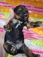 Mia, a female Yorkshire Terrier for sale in Coker, AL – Photo 2 of 2