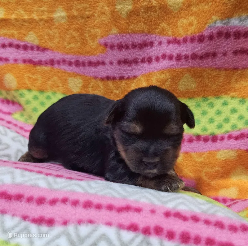 Mia – Yorkshire Terrier puppy for sale in Coker, AL