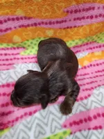 Brookie, a female Yorkshire Terrier for sale in Coker, AL – Photo 4 of 4