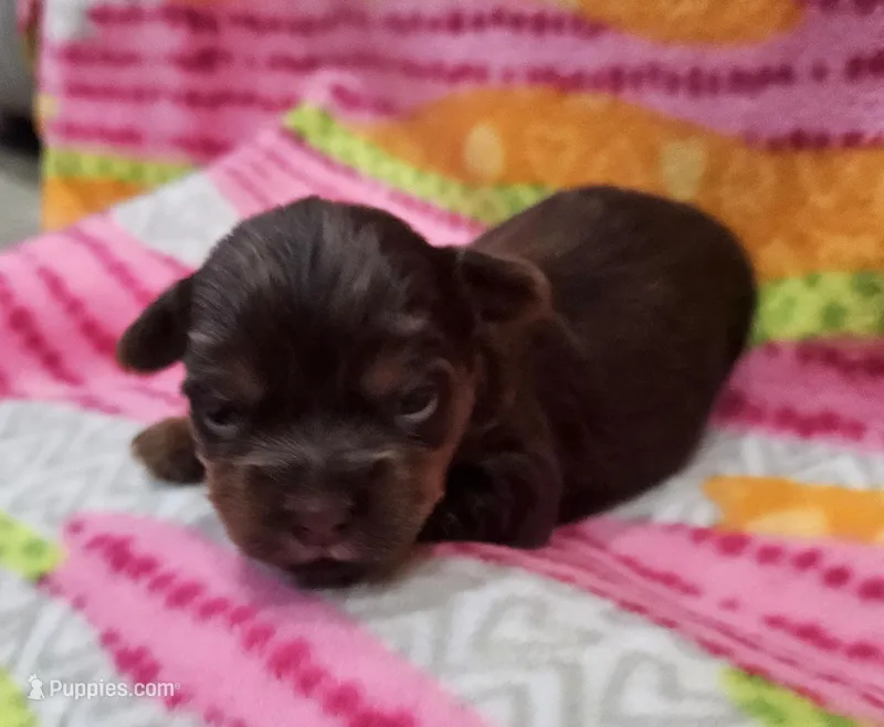 Brookie – Yorkshire Terrier puppy for sale in Coker, AL