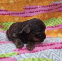 Brookie, a female Yorkshire Terrier for sale in Coker, AL – Photo 2 of 4