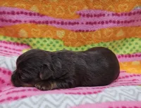 Brookie, a female Yorkshire Terrier for sale in Coker, AL – Photo 3 of 4