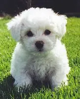 Little Girl 3, a female Bichon Frise for sale in Oregon, MO – 1 of 1