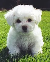 MALE #4, a male Bichon Frise for sale in Oregon, MO – 1 of 1
