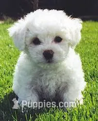 Little Boy 2 – Bichon Frise puppy for sale in Oregon, MO