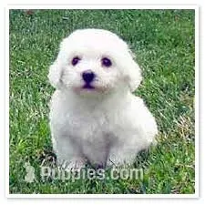 puppy#3 – Bichon Frise puppy for sale in Oregon, MO