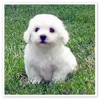 puppy#3, a male Bichon Frise for sale in Oregon, MO – 1 of 1