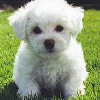 Little Girl 2, a female Bichon Frise for sale in Oregon, MO – 1 of 1