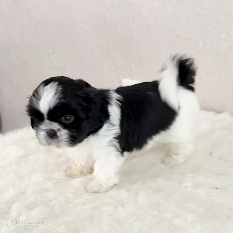 Snoopy - black/white – Shih Tzu puppy for sale in Wentzville, MO