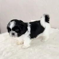Snoopy - black/white, a male Shih Tzu for sale in Wentzville, MO – 4 of 7