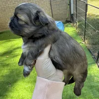 Sable boy, a male Shih Tzu for sale in Wentzville, MO – 3 of 5