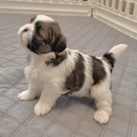 White/sable, a male Shih Tzu for sale in Wentzville, MO – 5 of 8