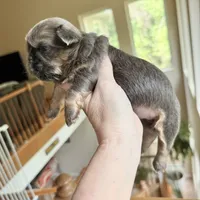 Blue Nugget, a male Shih Tzu for sale in Wentzville, MO – 2 of 3