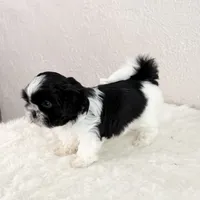 Snoopy - black/white, a male Shih Tzu for sale in Wentzville, MO – 5 of 7