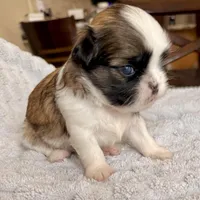 Imperial Dan, a male Shih Tzu for sale in Wentzville, MO – Photo 1 of 8