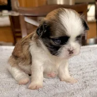 Imperial Dan, a male Shih Tzu for sale in Wentzville, MO – Photo 7 of 8