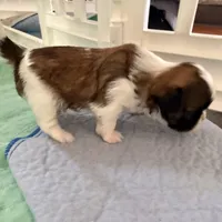 Imperial Dan, a male Shih Tzu for sale in Wentzville, MO – Photo 8 of 8