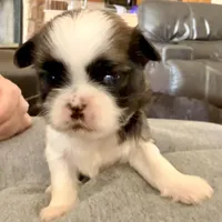 Imperial Dan, a male Shih Tzu for sale in Wentzville, MO – Photo 3 of 8