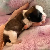 Imperial Dan, a male Shih Tzu for sale in Wentzville, MO – Photo 2 of 3