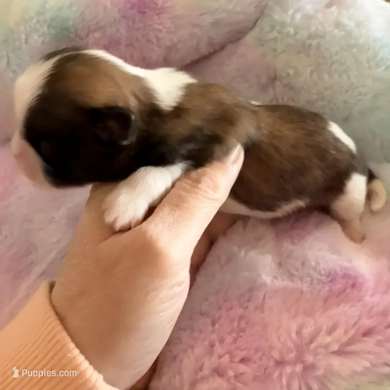 Imperial Dan – Shih Tzu puppy for sale in Wentzville, MO